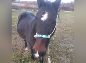 Ungarisches Sportpferd Mix, Wallach, 14 Jahre, 148 cm, Dunkelbrauner