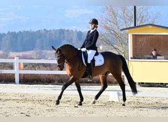 Ungarisches Sportpferd, Wallach, 14 Jahre, 160 cm, Brauner