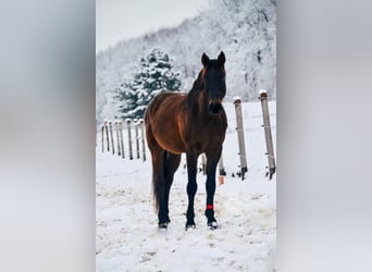 Ungarisches Sportpferd Mix, Wallach, 14 Jahre, 160 cm, Dunkelbrauner