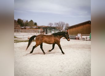 Ungarisches Sportpferd Mix, Wallach, 14 Jahre, 160 cm, Dunkelbrauner