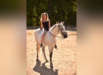 Ungarisches Sportpferd, Wallach, 14 Jahre, 160 cm, Schimmel