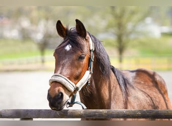 Ungarisches Sportpferd, Wallach, 15 Jahre, 160 cm, Brauner