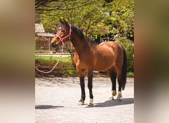 Ungarisches Sportpferd, Wallach, 15 Jahre, 160 cm, Brauner