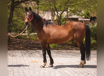 Ungarisches Sportpferd, Wallach, 15 Jahre, 160 cm, Brauner