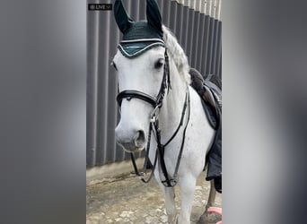 Ungarisches Sportpferd, Wallach, 15 Jahre, 160 cm, Schimmel