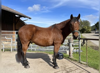 Ungarisches Sportpferd Mix, Wallach, 15 Jahre, 163 cm, Brauner