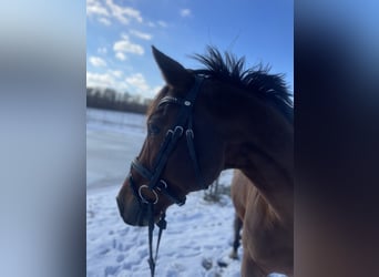 Ungarisches Sportpferd, Wallach, 15 Jahre, 164 cm, Brauner