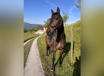 Ungarisches Sportpferd Mix, Wallach, 15 Jahre, 165 cm, Dunkelbrauner