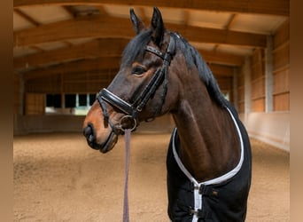 Ungarisches Sportpferd, Wallach, 15 Jahre, 168 cm, Brauner