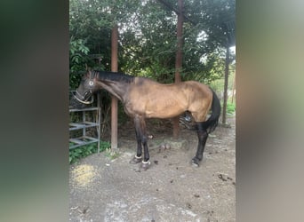 Ungarisches Sportpferd, Wallach, 15 Jahre, 180 cm, Dunkelbrauner