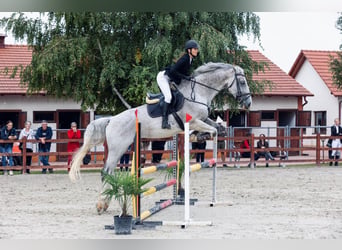 Ungarisches Sportpferd, Wallach, 15 Jahre, 180 cm, Schimmel