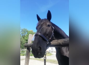 Ungarisches Sportpferd, Wallach, 16 Jahre, 160 cm, Rappe
