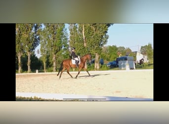 Ungarisches Sportpferd, Wallach, 16 Jahre, 165 cm, Brauner