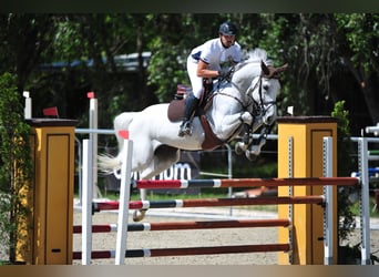 Ungarisches Sportpferd, Wallach, 16 Jahre, 168 cm, White