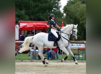 Ungarisches Sportpferd, Wallach, 16 Jahre, 169 cm, Schimmel