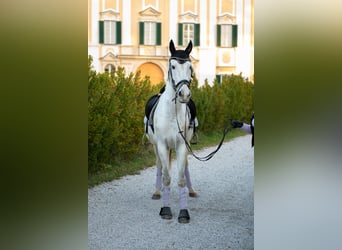 Ungarisches Sportpferd, Wallach, 16 Jahre, 170 cm, Schimmel