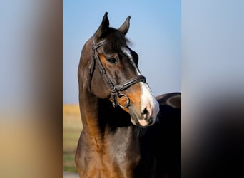 Ungarisches Sportpferd, Wallach, 16 Jahre, 176 cm, Rotbrauner
