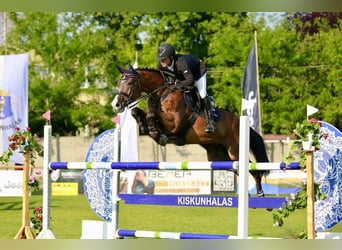 Ungarisches Sportpferd, Wallach, 16 Jahre, 176 cm, Rotbrauner