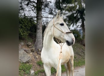 Ungarisches Sportpferd, Wallach, 17 Jahre, 162 cm, Apfelschimmel