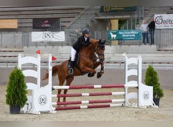 Ungarisches Sportpferd, Wallach, 17 Jahre, 172 cm, Dunkelfuchs
