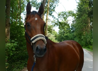 Ungarisches Sportpferd, Wallach, 18 Jahre, 156 cm, Brauner