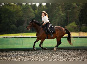 Ungarisches Sportpferd, Wallach, 18 Jahre, 163 cm, Brauner