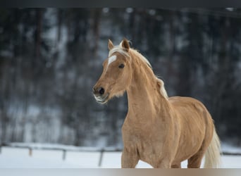 Ungarisches Sportpferd Mix, Wallach, 19 Jahre, 168 cm, Palomino