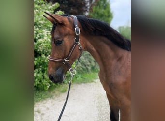 Ungarisches Sportpferd, Wallach, 1 Jahr, 153 cm, Rotbrauner
