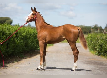 Ungarisches Sportpferd, Wallach, 1 Jahr, Fuchs