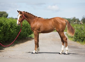 Ungarisches Sportpferd, Wallach, 1 Jahr, Fuchs
