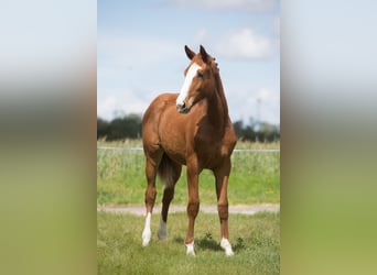Ungarisches Sportpferd, Wallach, 1 Jahr, Fuchs