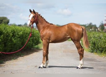 Ungarisches Sportpferd, Wallach, 1 Jahr, Fuchs
