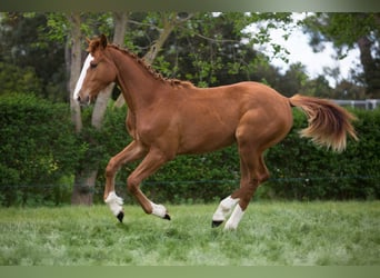 Ungarisches Sportpferd, Wallach, 1 Jahr, Fuchs