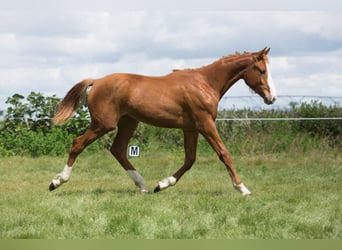 Ungarisches Sportpferd, Wallach, 1 Jahr, Fuchs