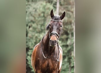 Ungarisches Sportpferd, Wallach, 23 Jahre, 173 cm, Brauner