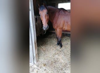 Ungarisches Sportpferd, Wallach, 24 Jahre, 172 cm, Brauner