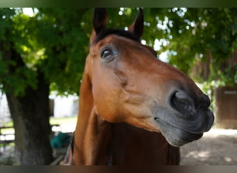 Ungarisches Sportpferd, Wallach, 25 Jahre, 160 cm, Brauner