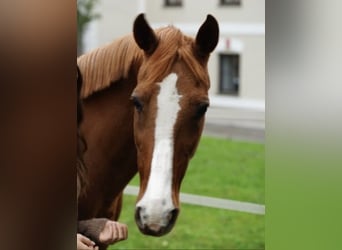 Ungarisches Sportpferd, Wallach, 27 Jahre, 160 cm, Fuchs