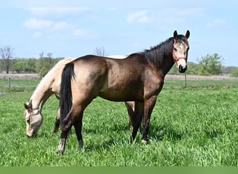 Ungarisches Sportpferd, Wallach, 2 Jahre, 162 cm, Buckskin
