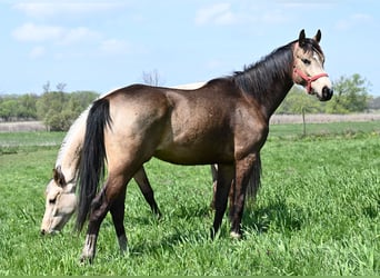 Ungarisches Sportpferd, Wallach, 2 Jahre, 162 cm, Buckskin