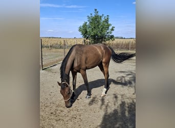 Ungarisches Sportpferd, Wallach, 2 Jahre, 168 cm, Rotbrauner