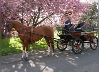 Ungarisches Sportpferd, Wallach, 3 Jahre, 155 cm, Fuchs