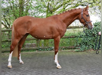 Ungarisches Sportpferd, Wallach, 3 Jahre, 155 cm, Fuchs