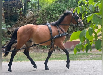 Ungarisches Sportpferd, Wallach, 3 Jahre, 160 cm, Dunkelbrauner