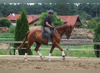 Ungarisches Sportpferd, Wallach, 3 Jahre, 165 cm, Fuchs