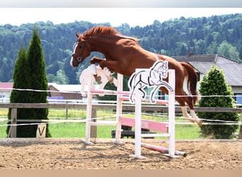 Ungarisches Sportpferd, Wallach, 3 Jahre, 165 cm, Fuchs