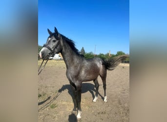 Ungarisches Sportpferd, Wallach, 3 Jahre, 165 cm, Schimmel