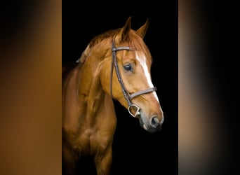 Ungarisches Sportpferd, Wallach, 3 Jahre, 167 cm, Dunkelfuchs