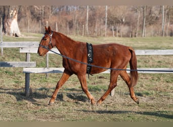 Ungarisches Sportpferd, Wallach, 3 Jahre, 168 cm, Dunkelfuchs