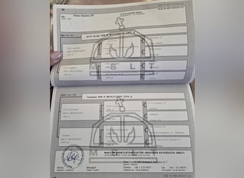 Ungarisches Sportpferd, Wallach, 3 Jahre, 170 cm, Rappe